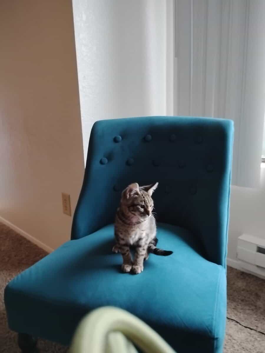 Looking for somebody to buy a 5 month old kitten h image 3