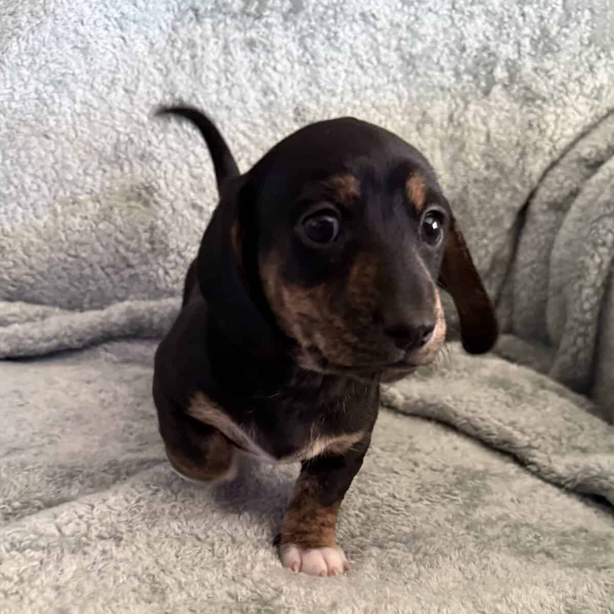 Mini dachshund puppies image 1