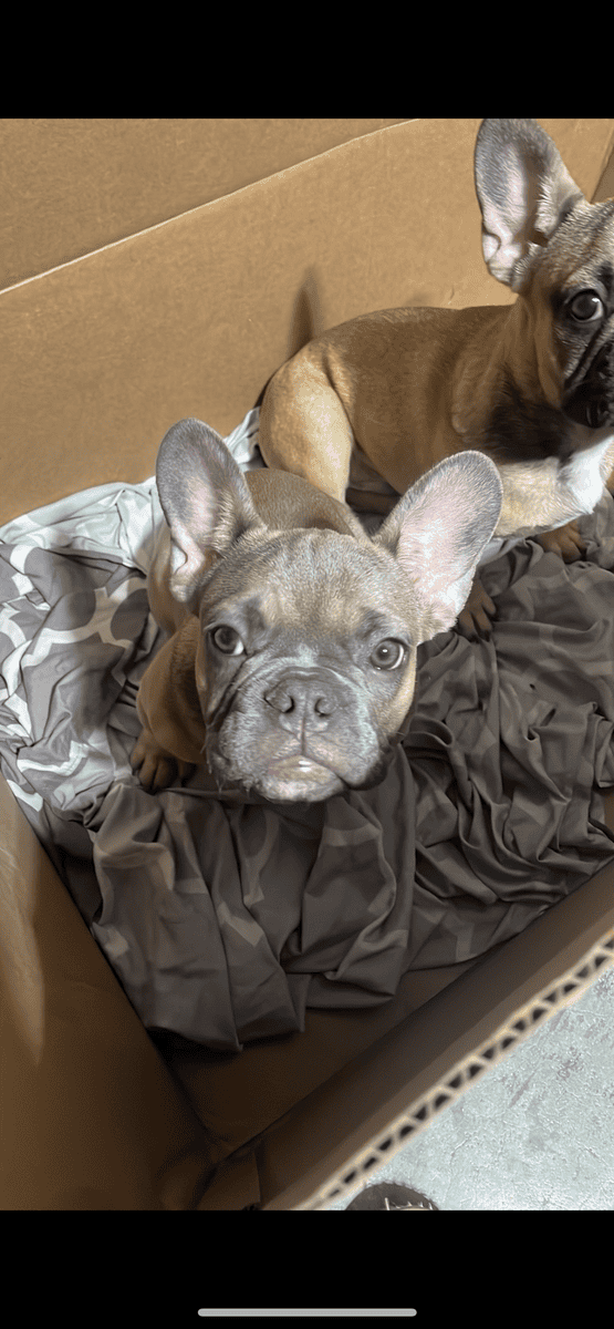 BEAUTIFUL FRENCHIE PUPS RE-HOMING image 2