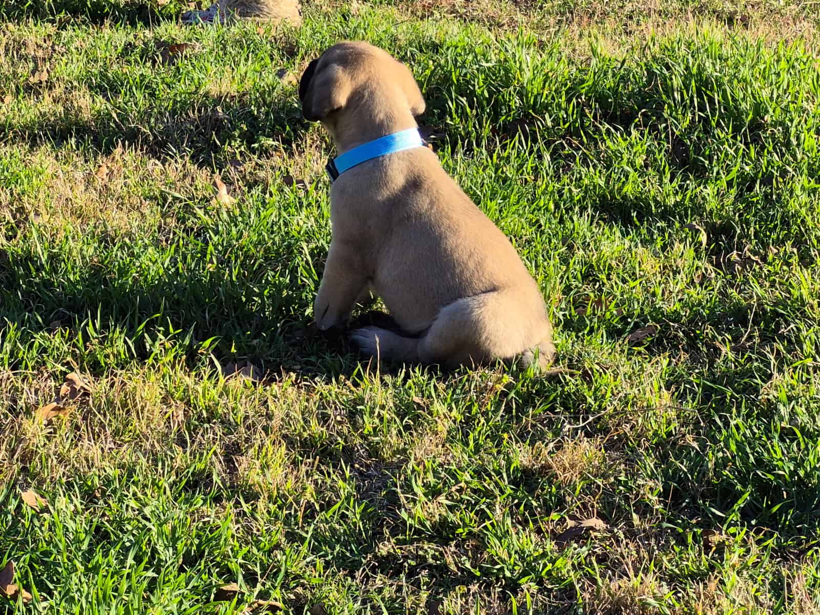 Mastiff image 18