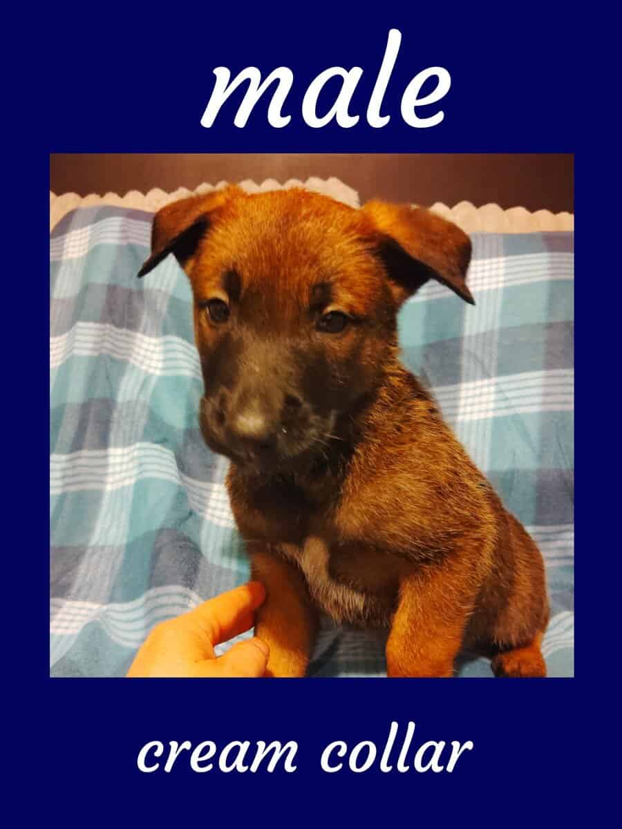 Belgian malinois image 2