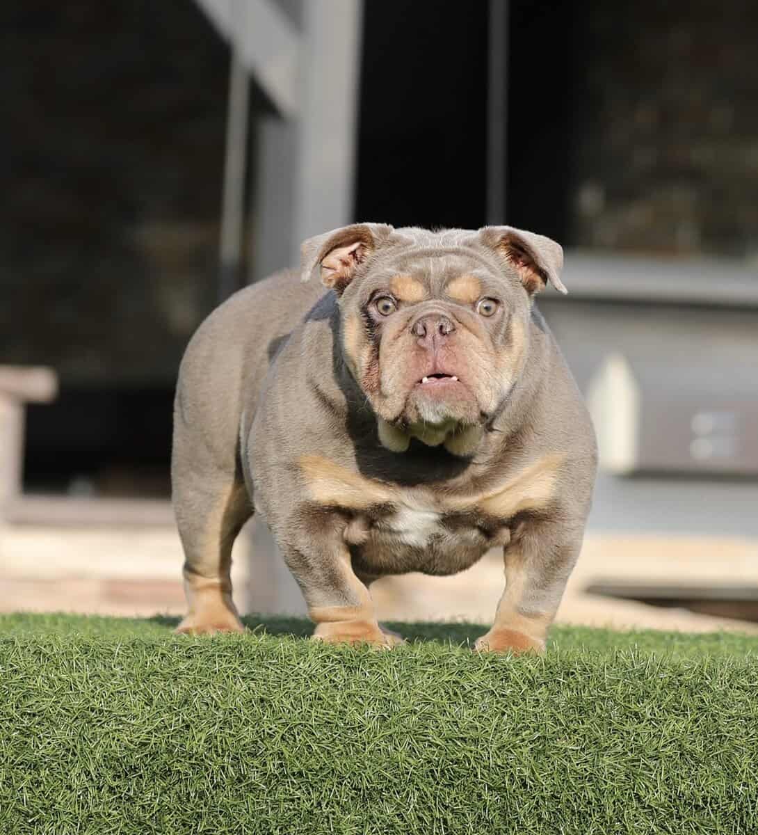 English Bulldog image 6