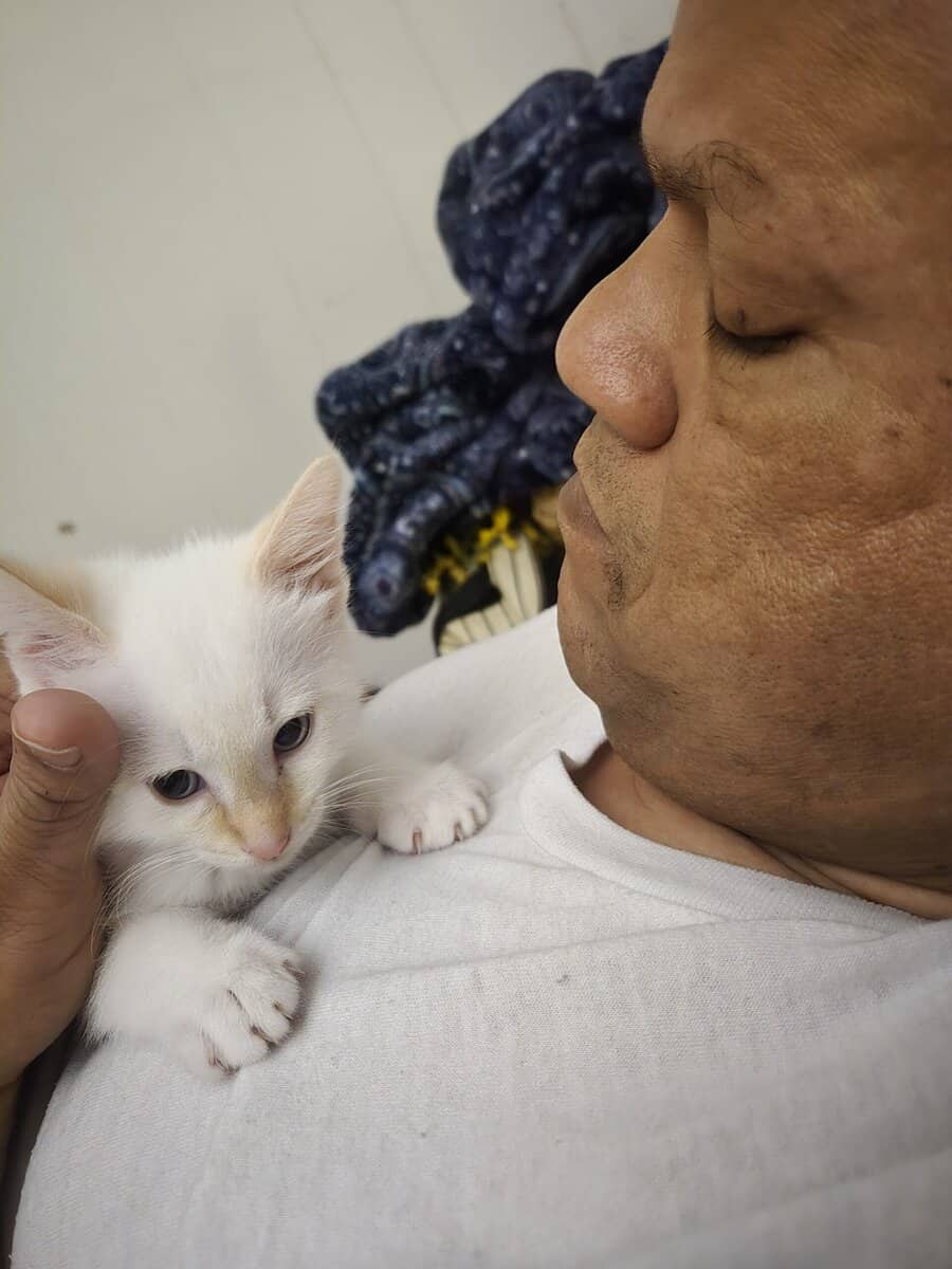 Male Flame point kitten- Newton, AL image 2