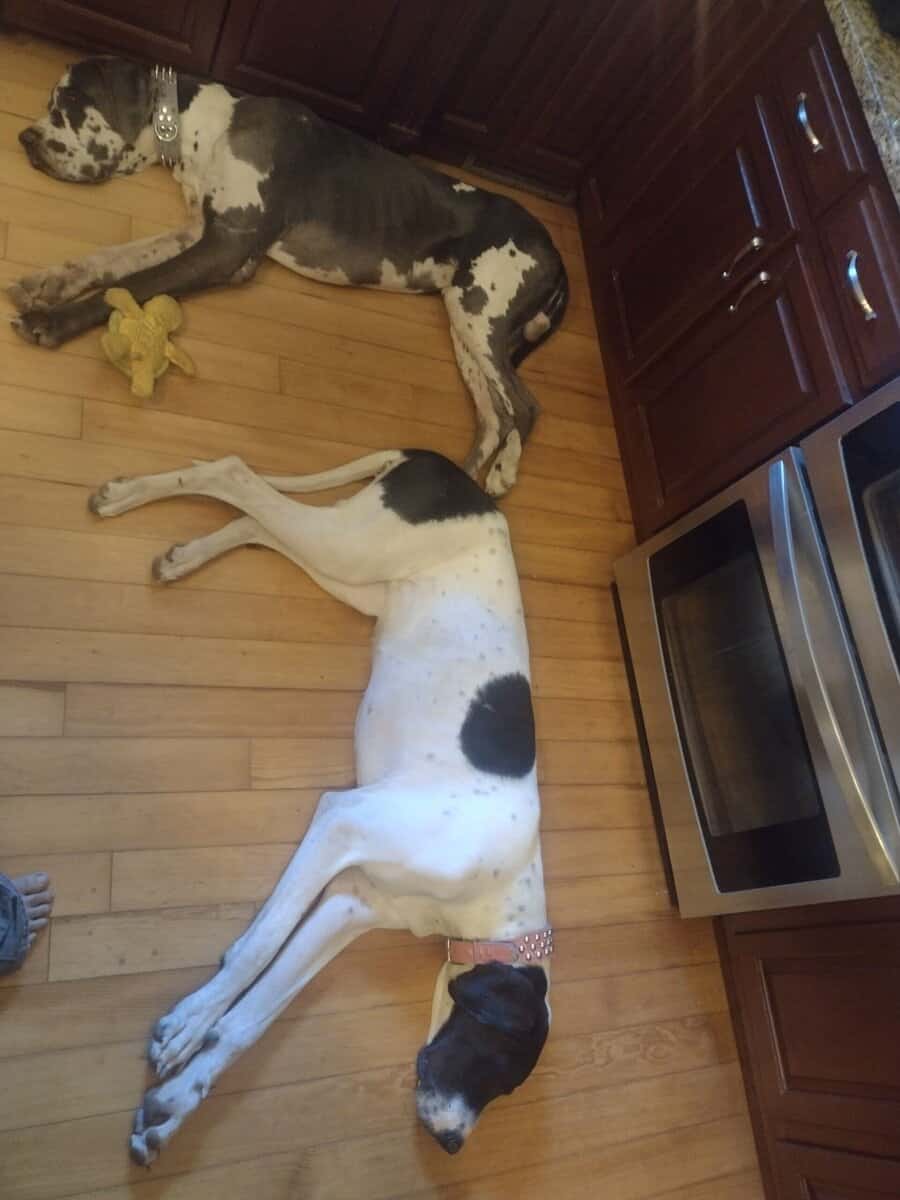 Great Dane Puppies image 5