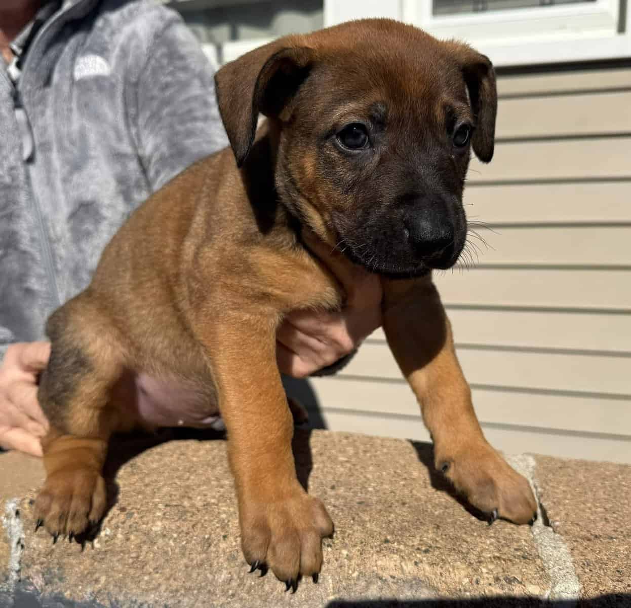 Puppies image 5