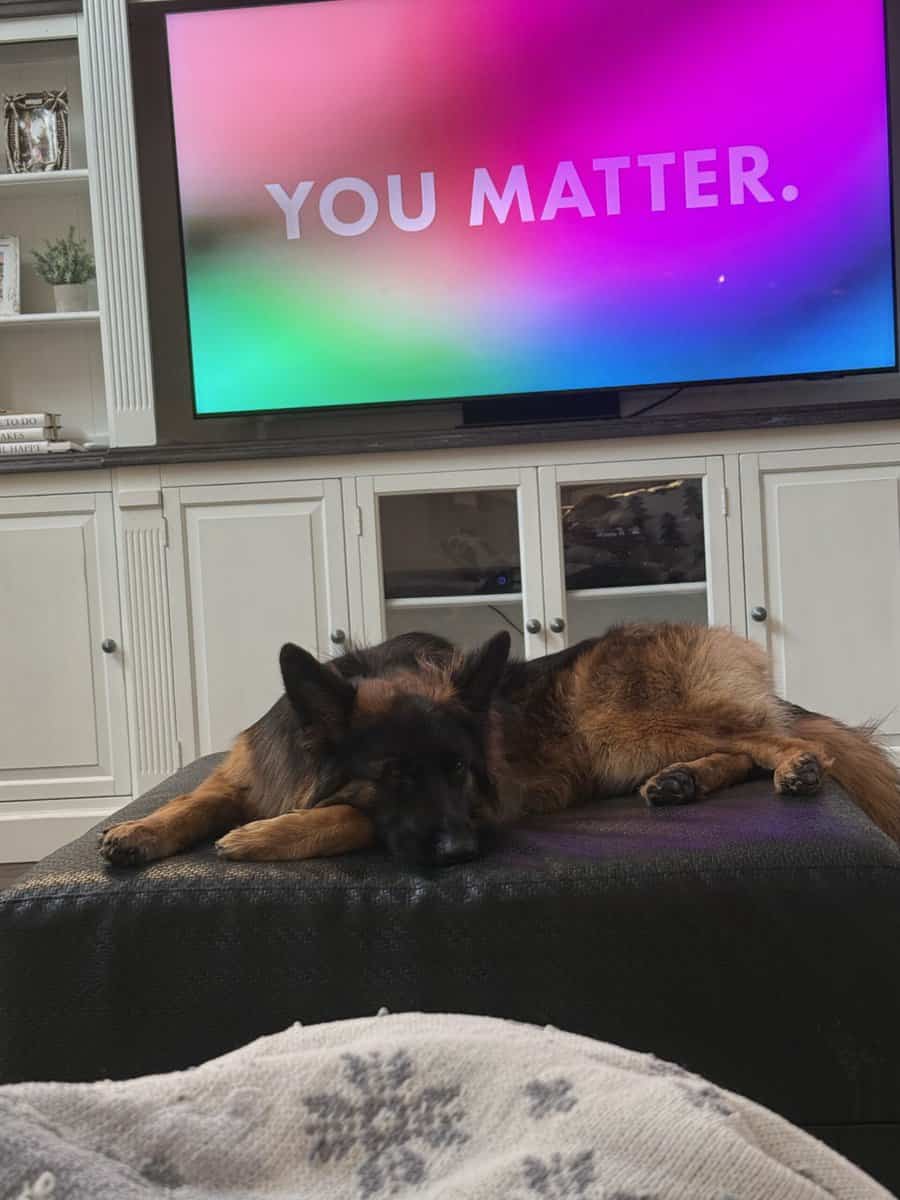 Purebred Champion German Shepherd image 14