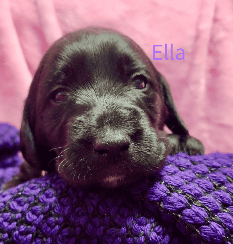 Labradoodle! image 2