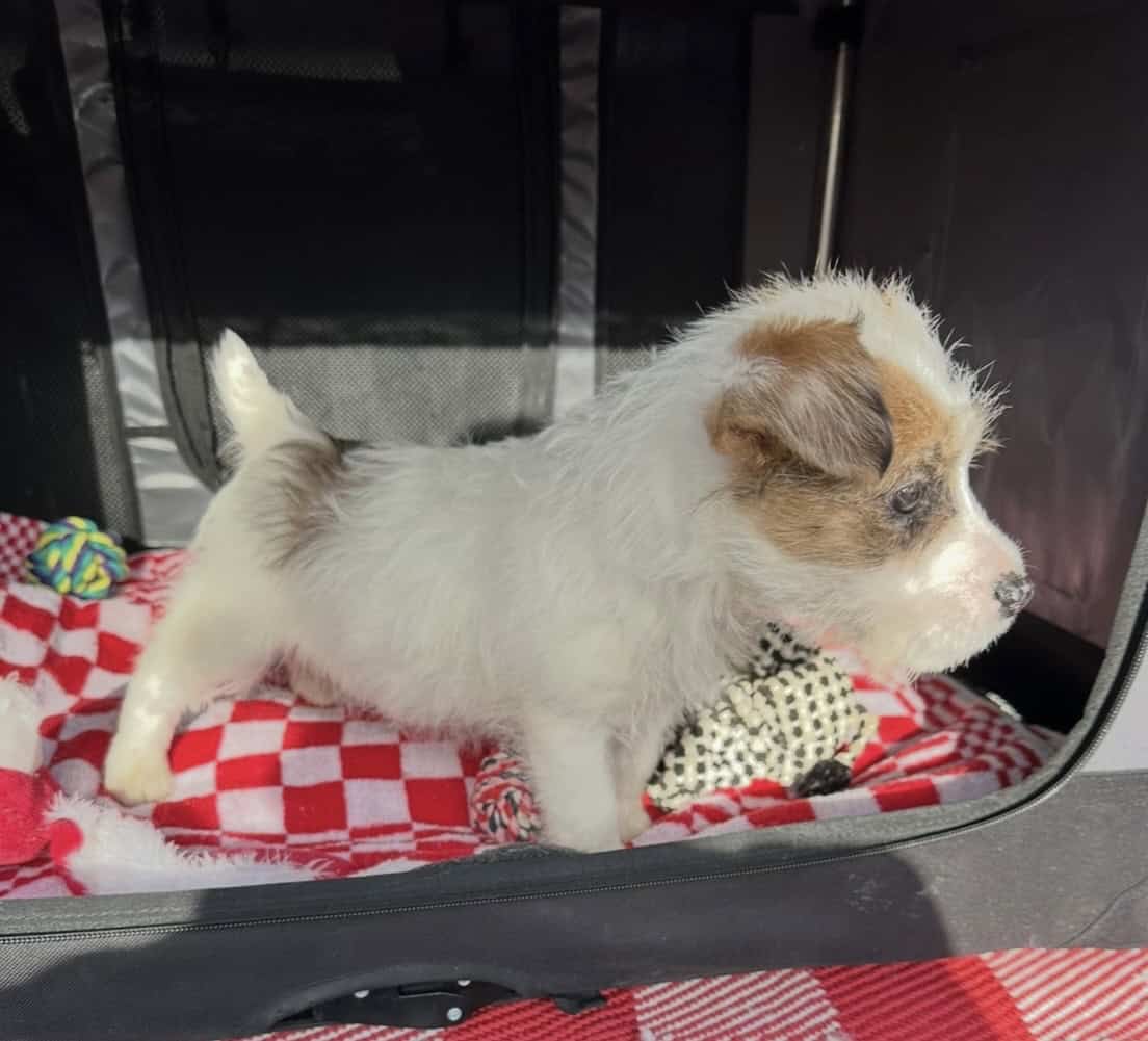 Jack Russell Terrier mixed pups image 2