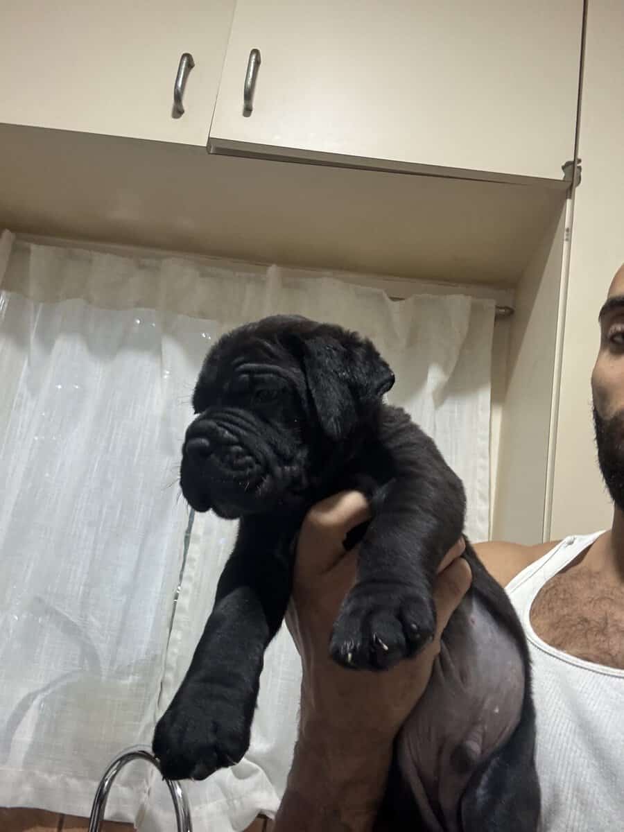 Cane Corso Pup image 1