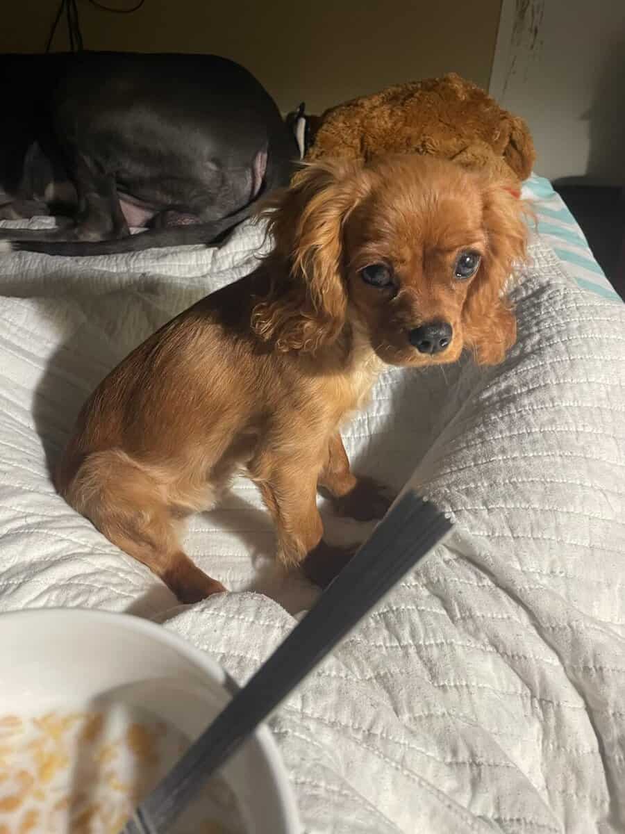 Puppy image 1