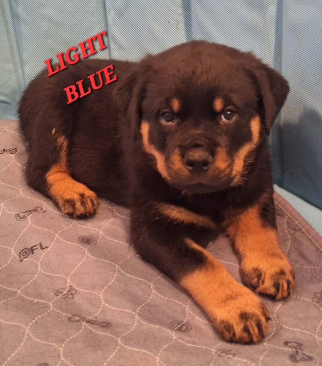 Registered Rottweiler puppies image 3