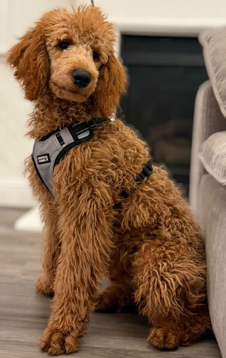 Standard Poodle image 1
