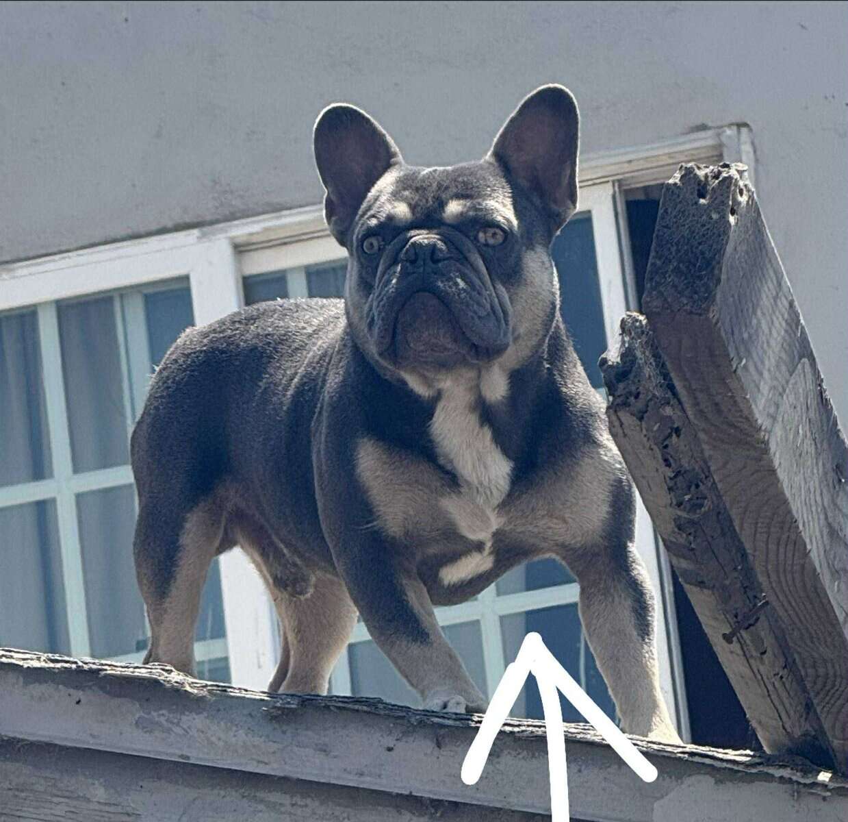 BEAUTIFUL FRENCHIE PUPS RE-HOMING image 4