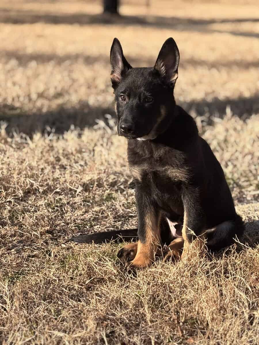 5month pure German Shepherd image 7
