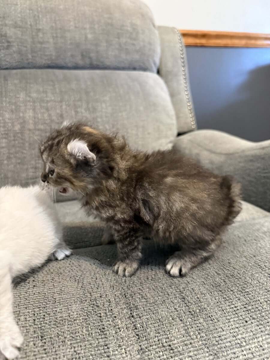 Highlander kittens image 8
