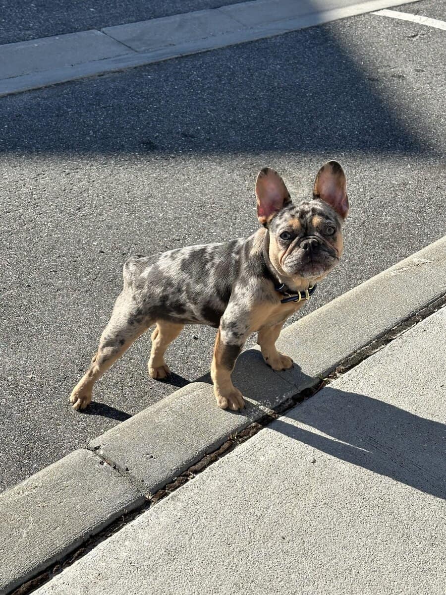 French Bulldog image 2