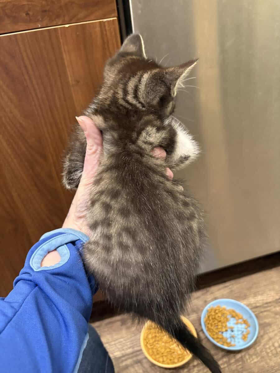 10 week old Kittens image 3