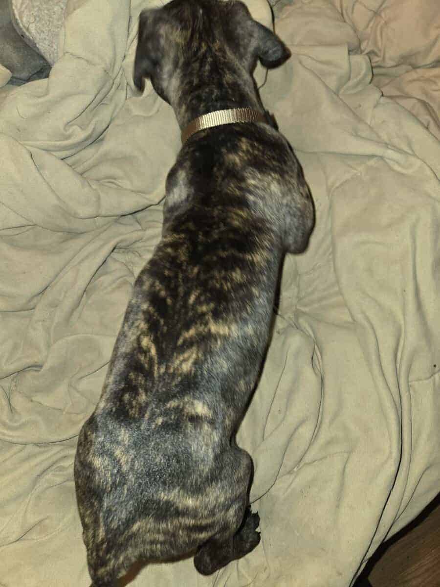 Presa Canario Cane Corso mix 8 weeks old image 8