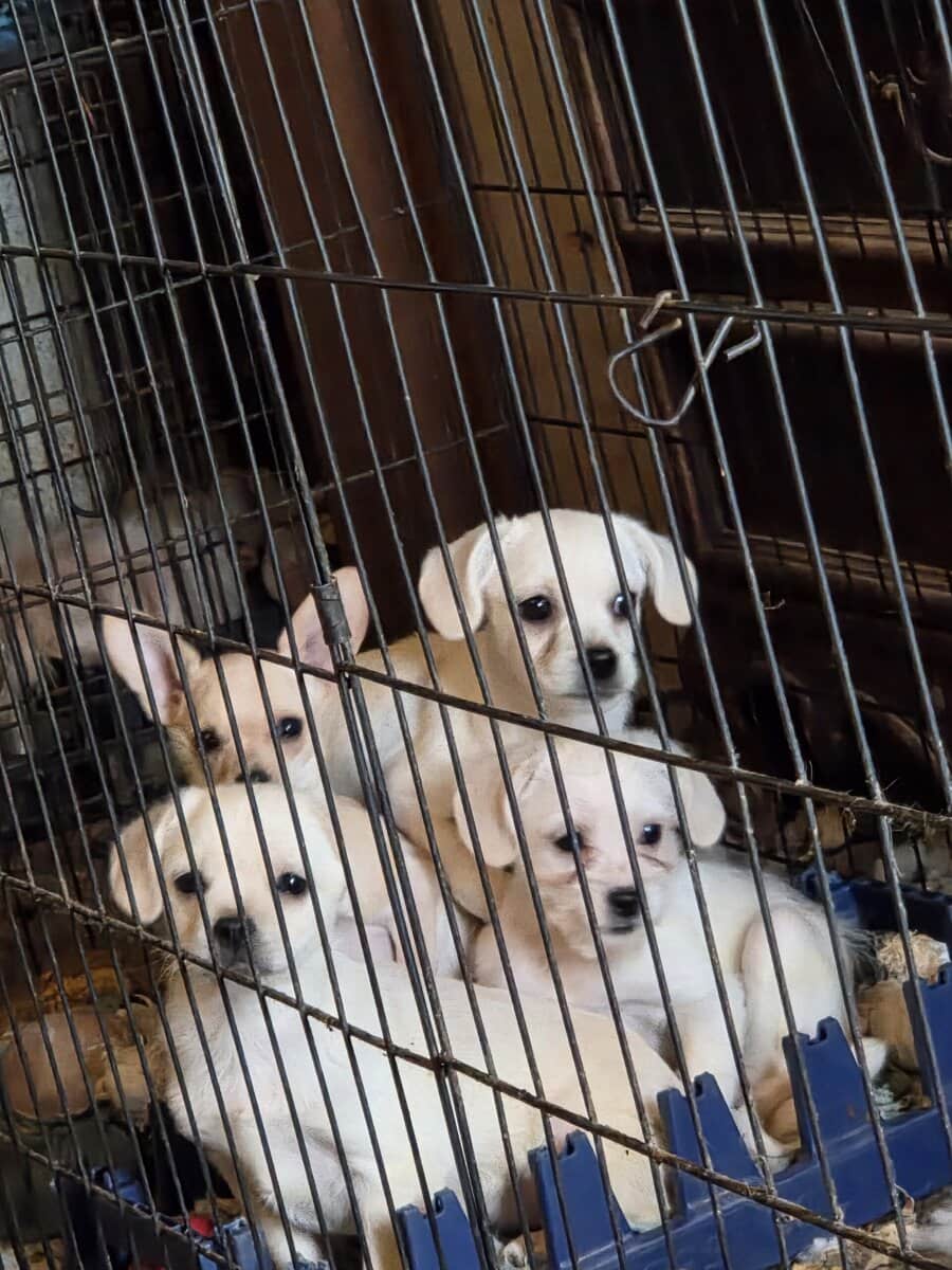 Chihuahua mix puppies image 2