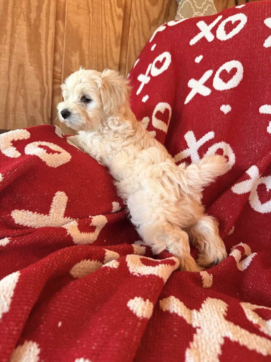 Puppies image 1
