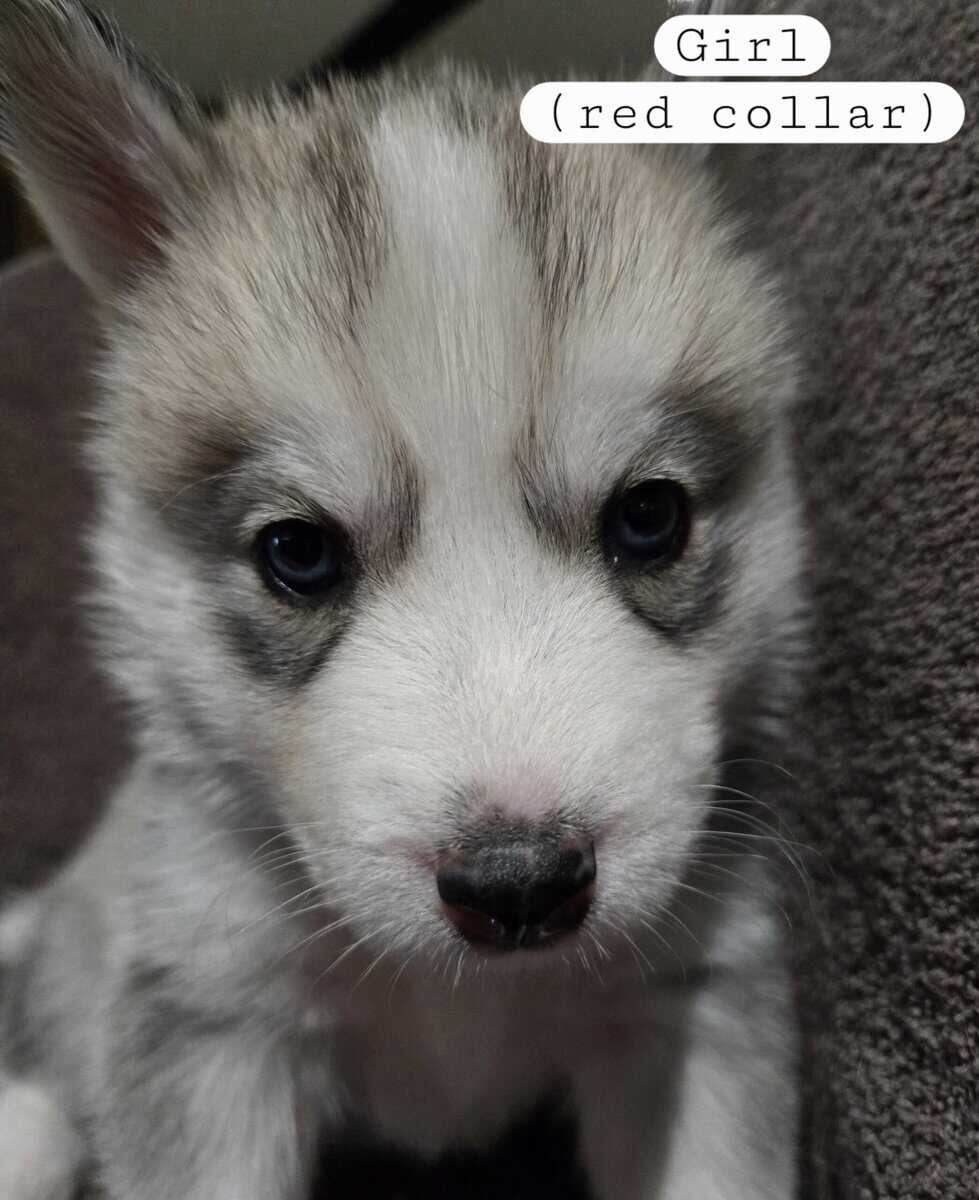 Siberian Husky Puppies image 2