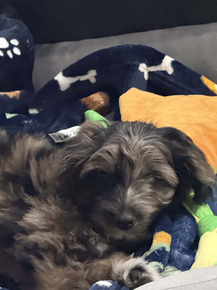 Adorable Aussiedoodle image 4