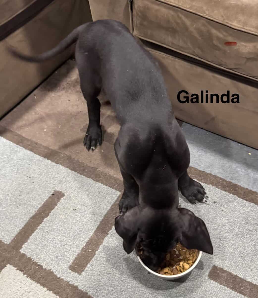 Galinda the lovely - all she wants is love image 2