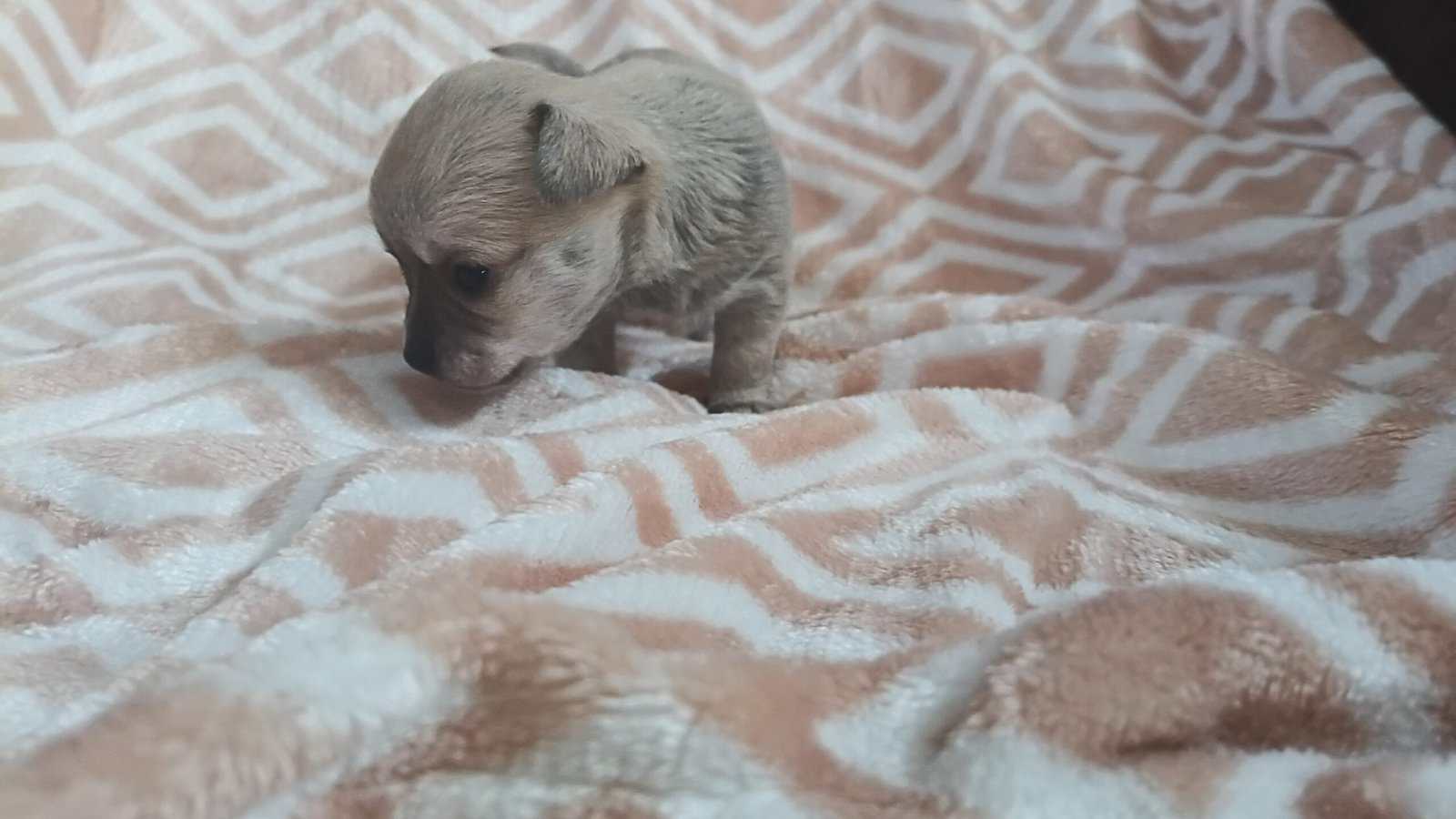 Chihuahua puppies image 3