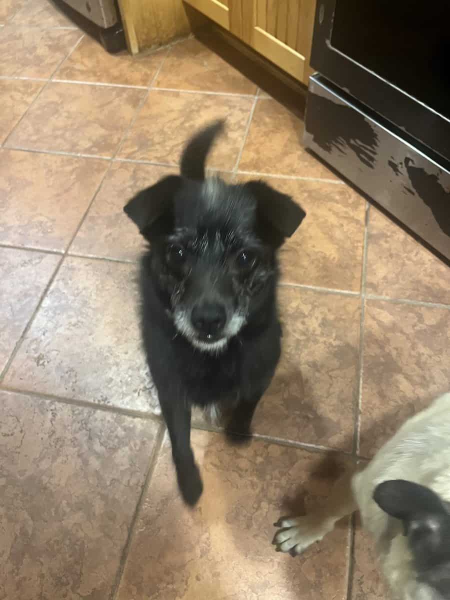 SWEET BOY NEEDS A FOREVER HOME - AVAILABLE NOW image 1