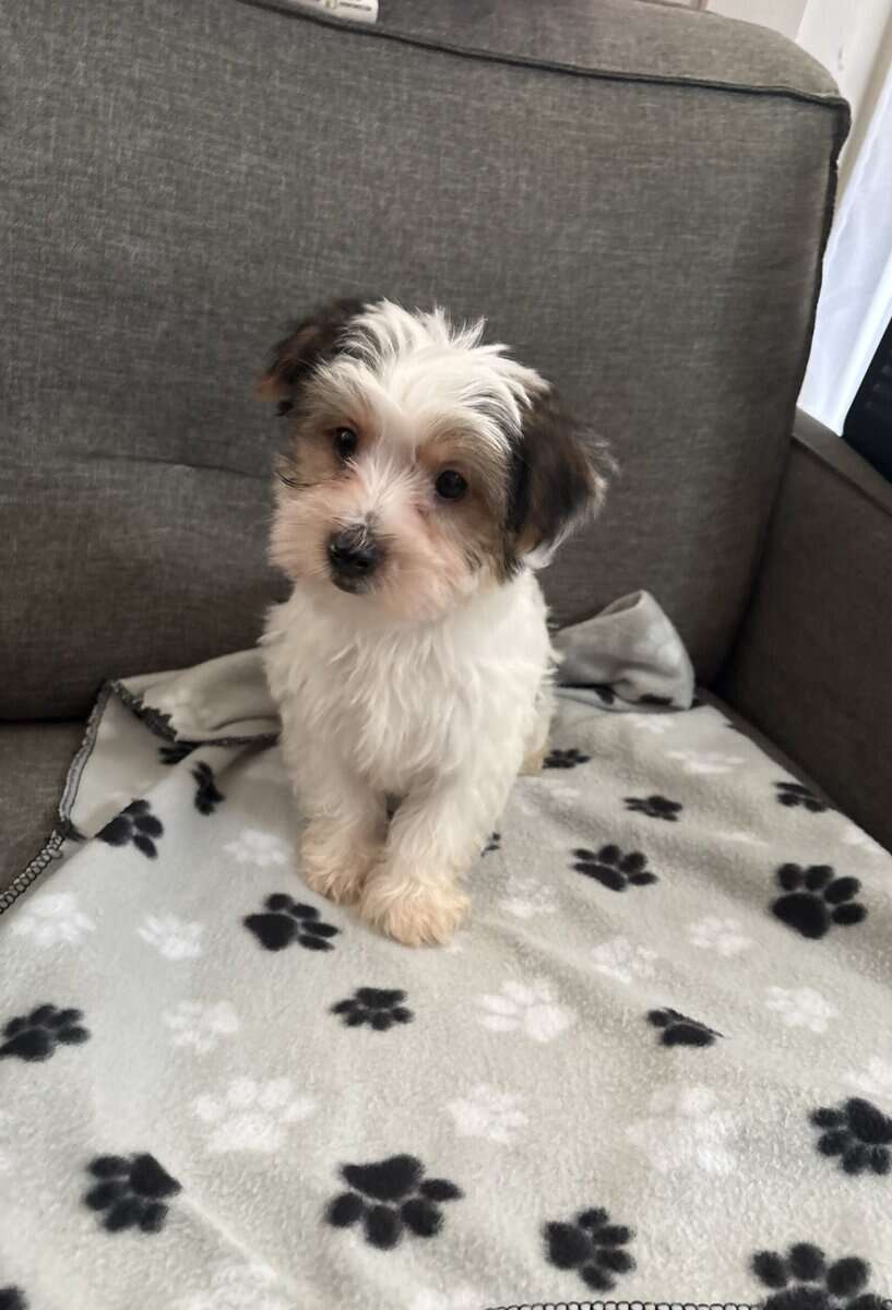 Yorkie poodle image 2