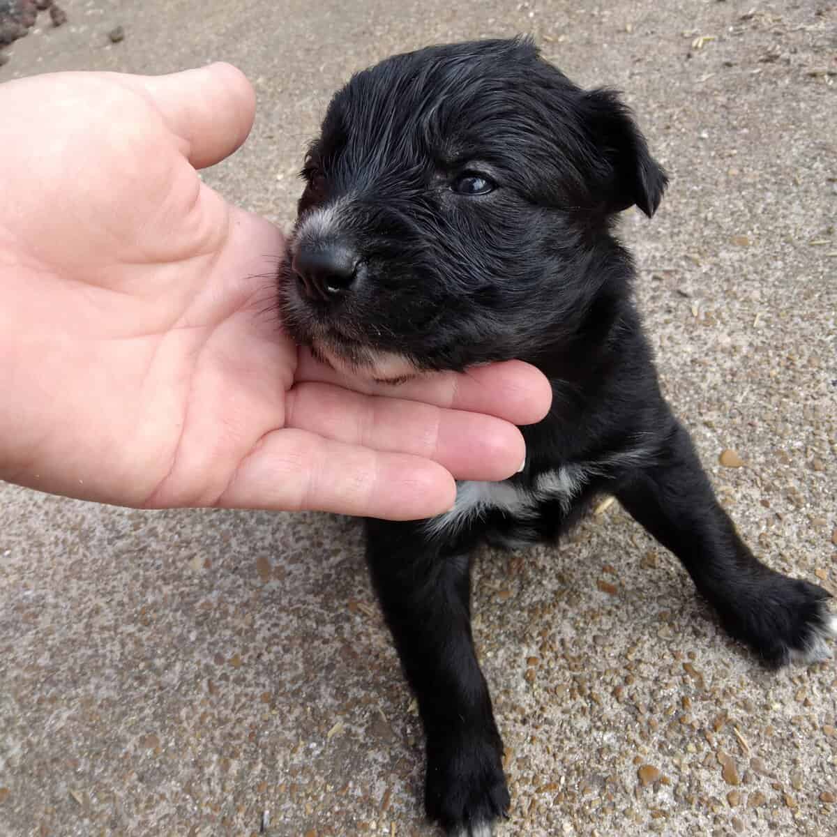 Border Collie/ Golden Retriever Mix male puppies image 7