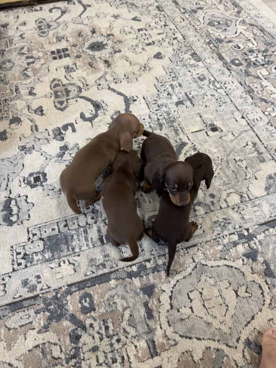 Mini dachshunds image 1
