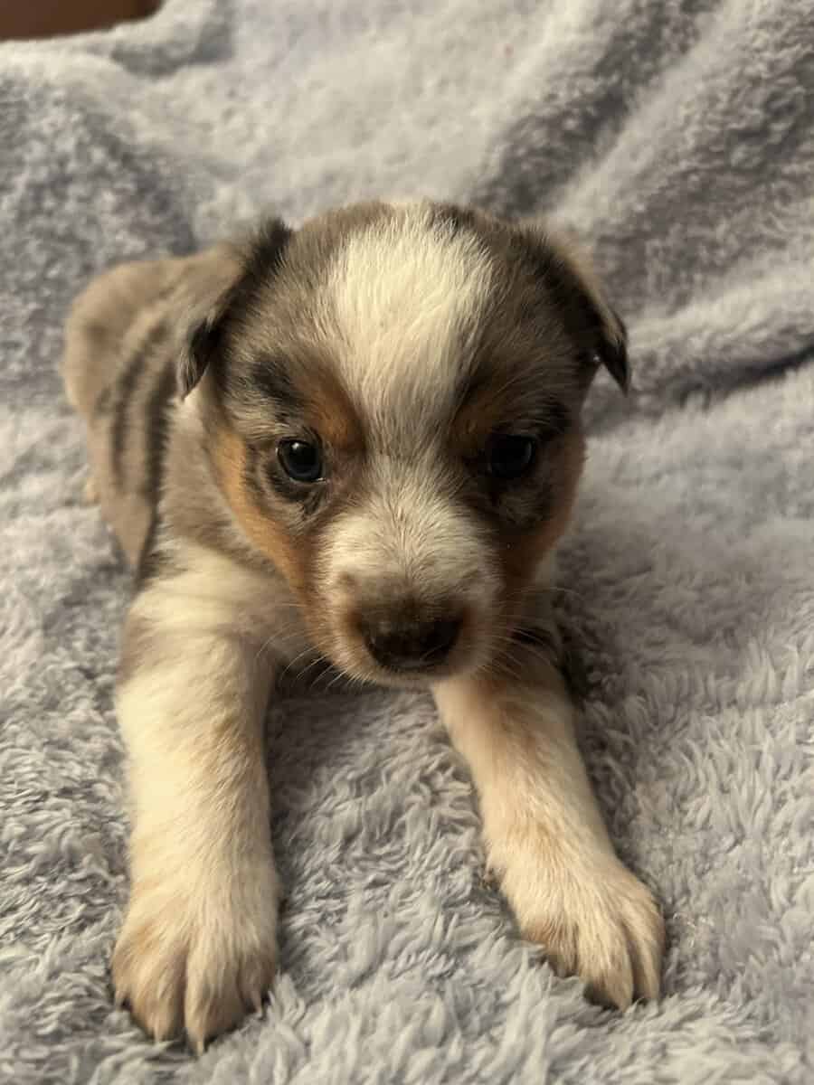Adorable Australian Heeler pups image 13