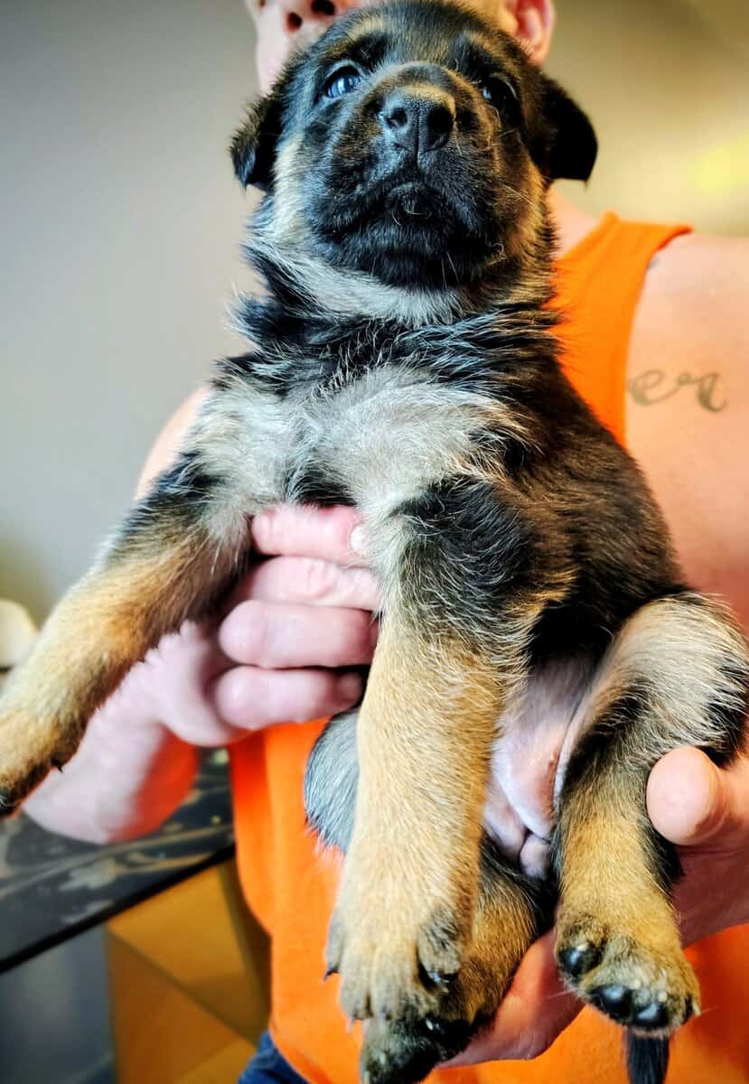German shepherd image 4