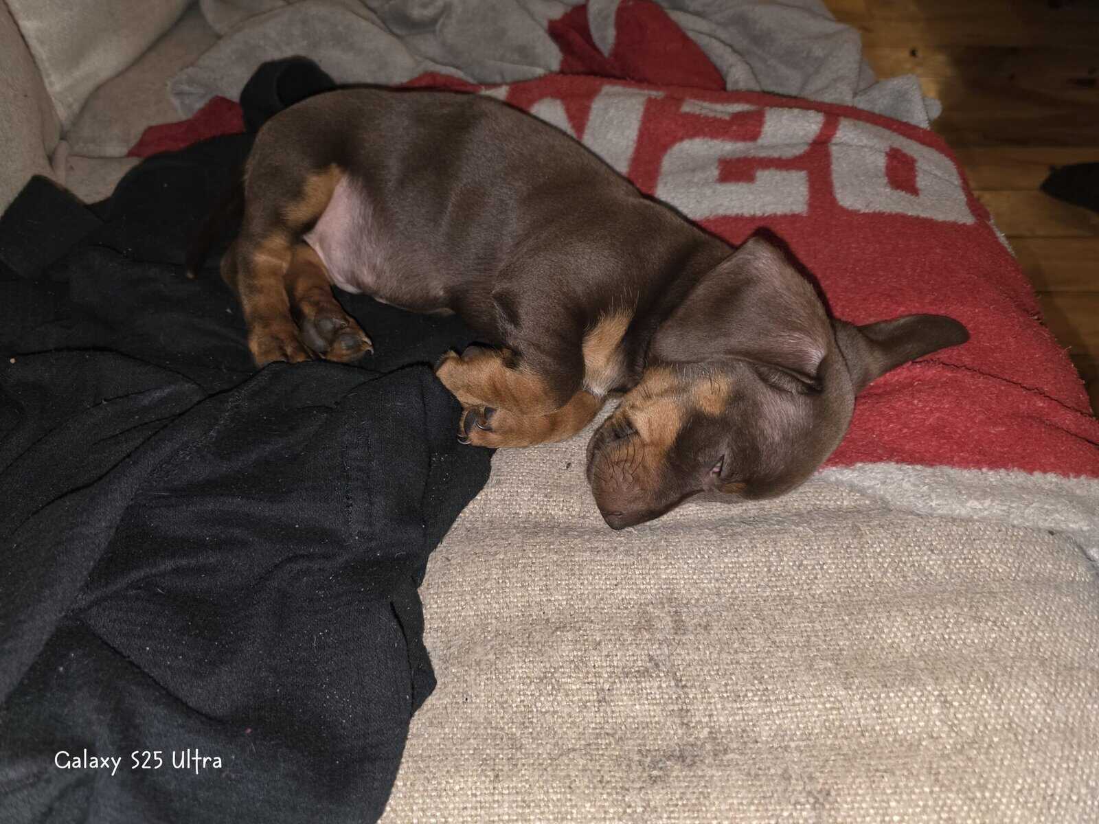 Chiweenie puppies image 3