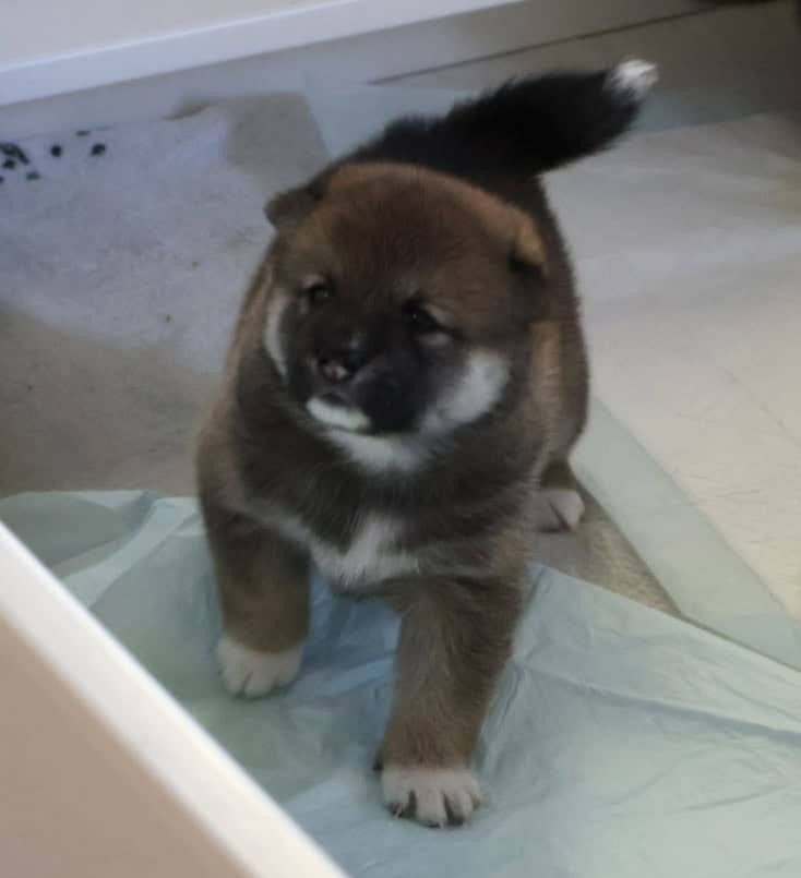 Hawaii Blossom, Sesame Shiba Inu girl image 7