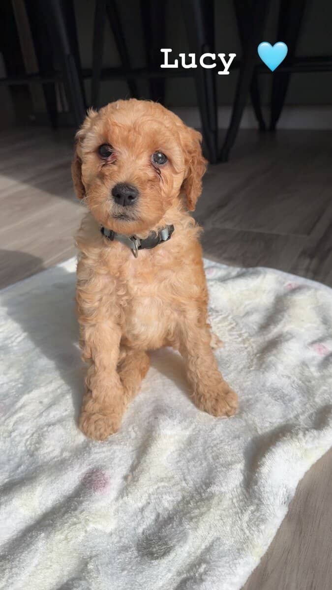 Mini Goldendoodle - LUCY image 1