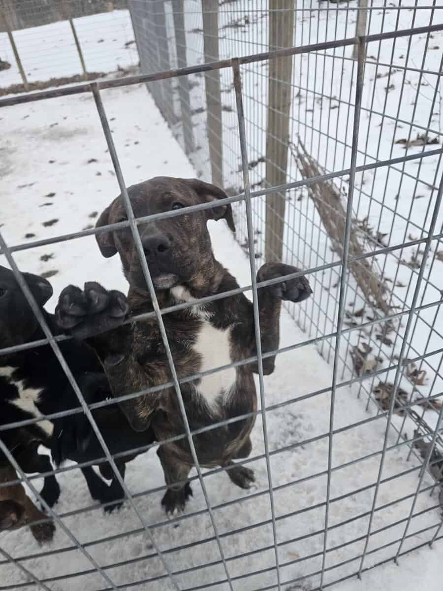 Labrador and Pit mix puppies desperate for homes image 9