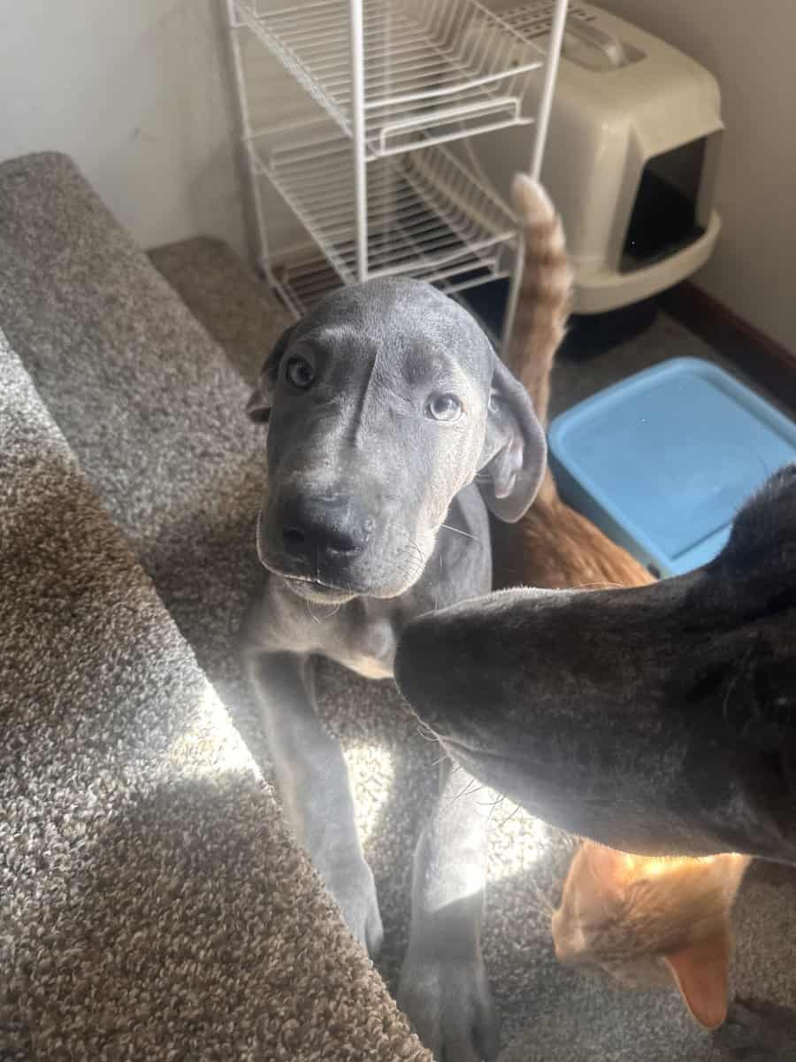 Great Dane puppies image 1