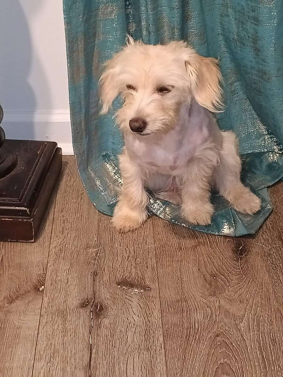 Male Maltese poodle pup image 3