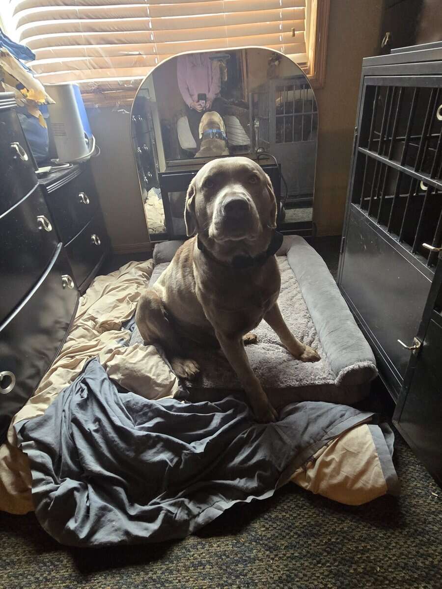 Akc labs image 4