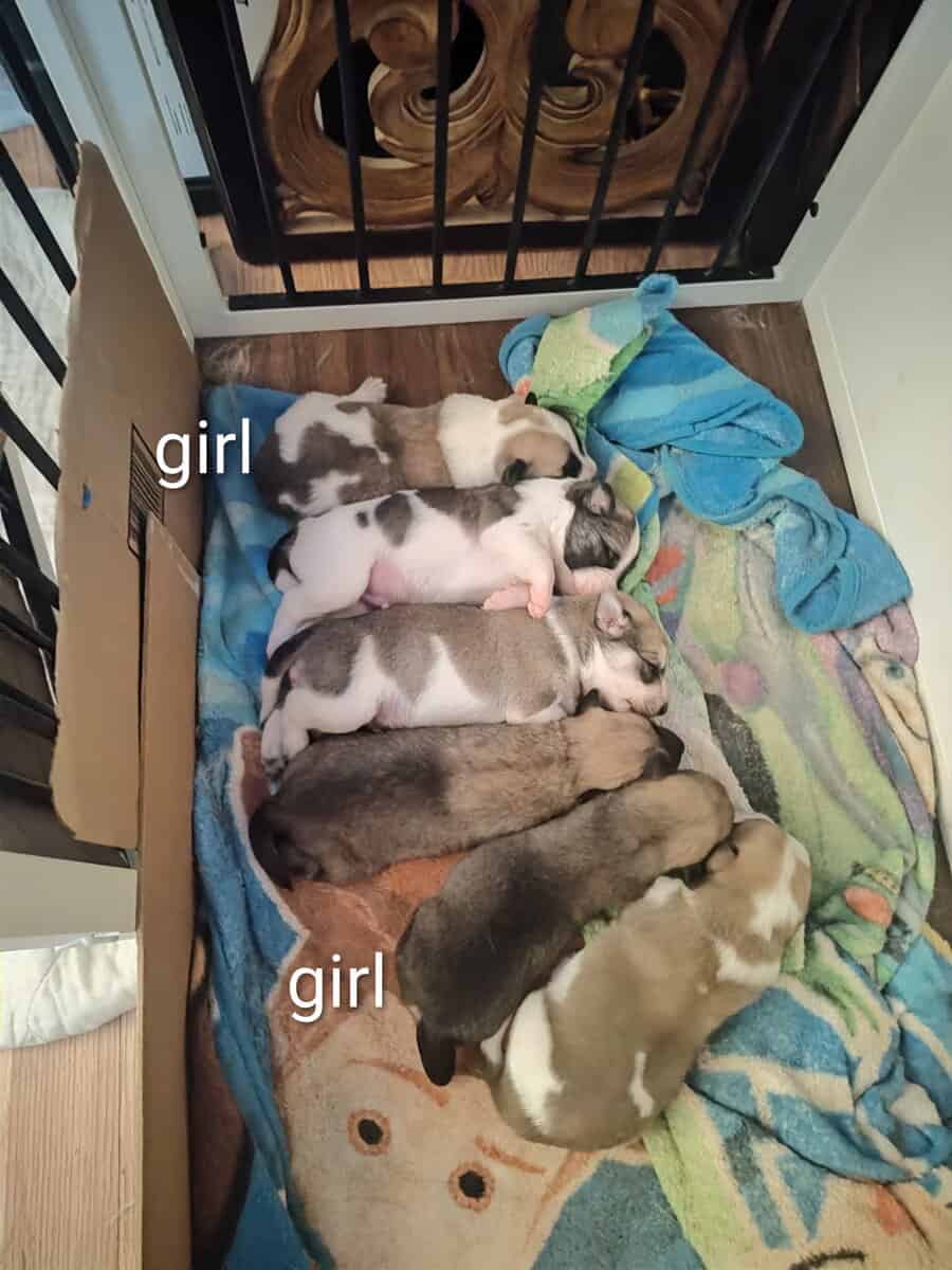 Rare Pibald GSD image 1