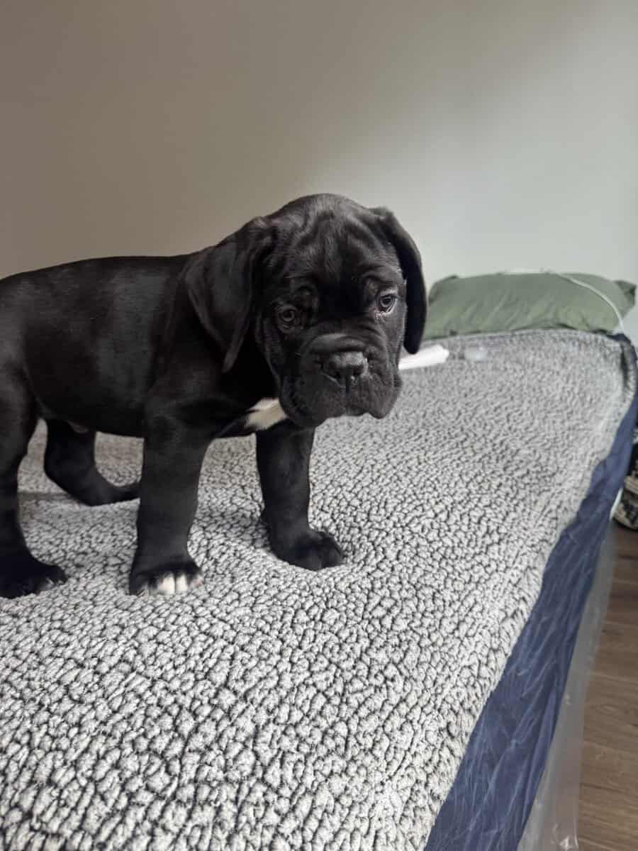 Cane Corso male image 2