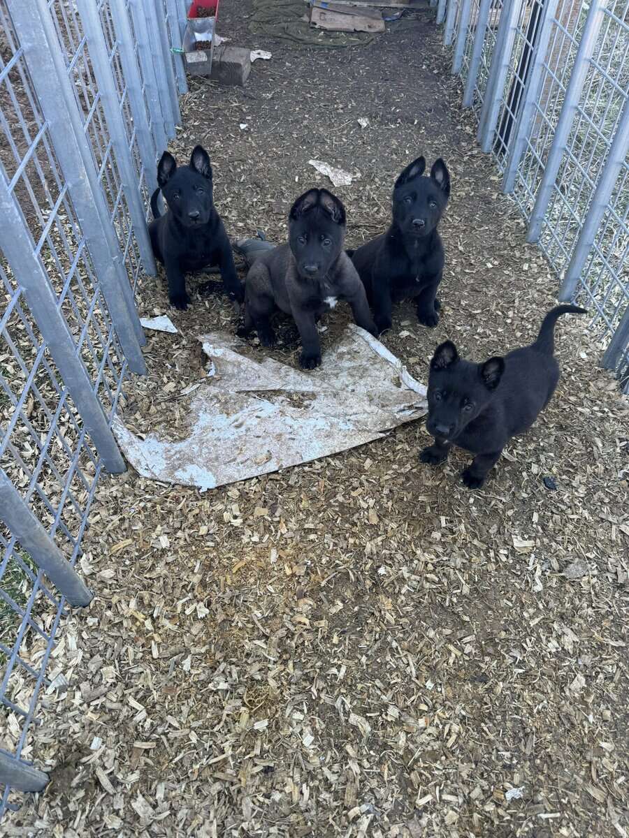 For sale Belgian Malinois image 1