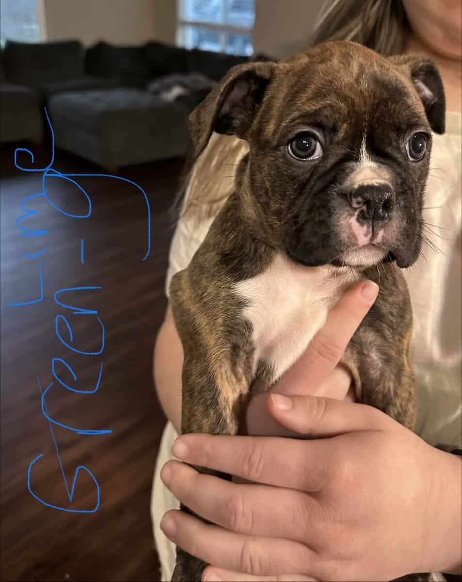 Boxton puppies image 5