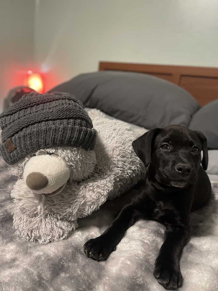 Black lab puppy image 5