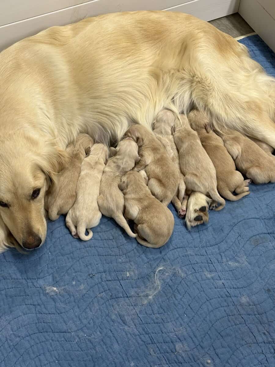 Golden retriever image 1