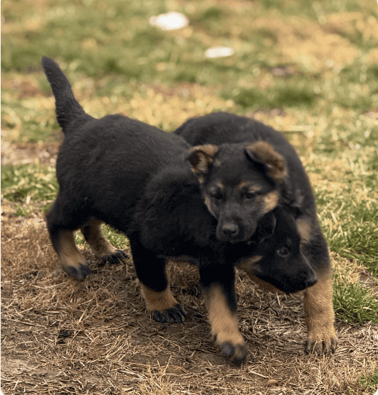 Beautiful Shepherd Puppies image 2