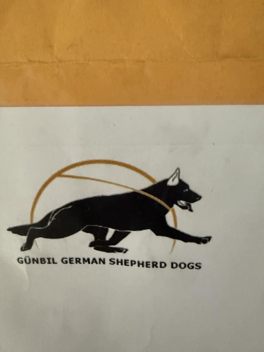 Purebred Champion German Shepherd image 2