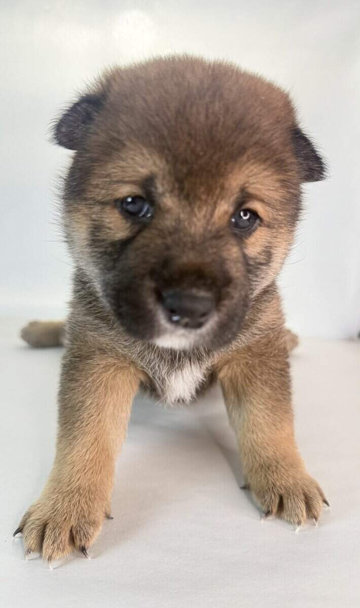 Lion King, Shiba Inu Sesame Boy image 4